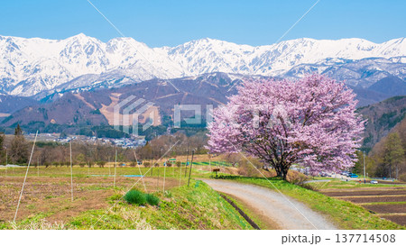 野平の一本桜 野平の一本桜 137714508