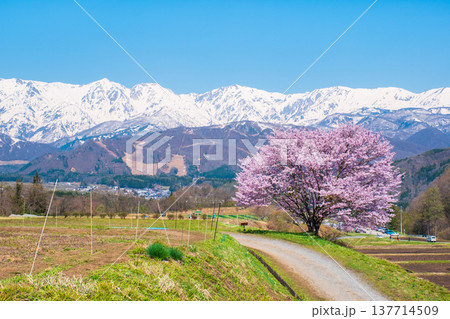 野平の一本桜 野平の一本桜 137714509