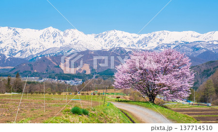 野平の一本桜 137714510