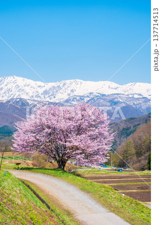 野平の一本桜 野平の一本桜 137714513