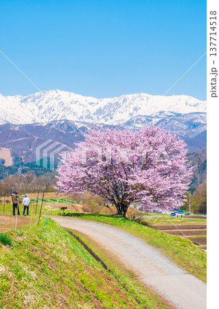 野平の一本桜 137714518