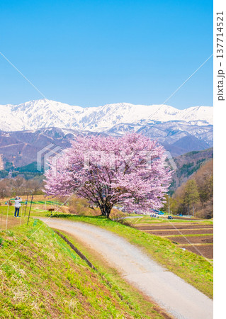 野平の一本桜 137714521