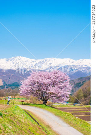 野平の一本桜 137714522