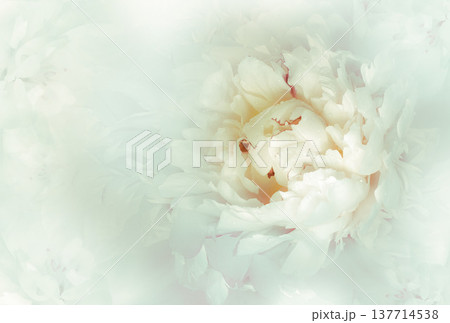 Flower pink peony. Floral spring background. Petals peonies. Close-up. Nature. Flower pink peony. Floral spring background. Petals peonies. Close-up. Nature. 137714538
