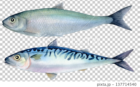 Mackerel and herring. Hand-drawn watercolor illustration isolated on a white background. Raw mackerel and herring for healthy cooking. For cookbooks, menus and educational brochures 137714540