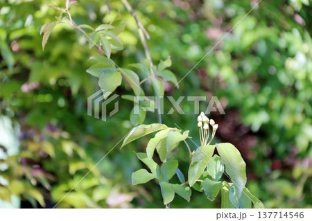 モッコウバラ　木香薔薇　蕾　つぼみ 137714546