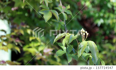 モッコウバラ　木香薔薇　蕾　つぼみ 137714547