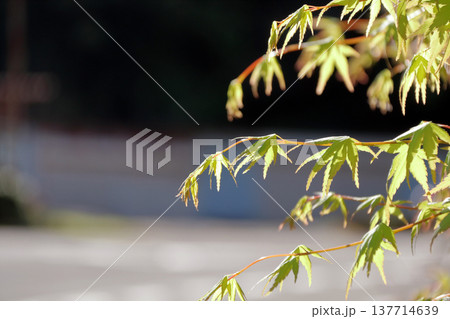 もみじ 紅葉 葉 もみじ 紅葉 葉 137714639