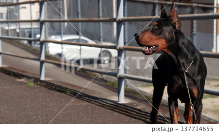 ドーベルマン・ピンシャー、ドーベルマン・ピンシェル 137714655