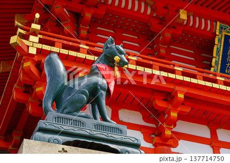 Kyoto, Japan - Sep 23 2024, Close-up view of the stone statue of kitsune, a Japanese fox holding a golden object in its mouth, with red facade of Fushimi-Inari Temple in background, Kyoto, Japan Kyoto, Japan - Sep 23 2024, Close-up view of the stone statue of kitsune, a Japanese fox holding a golden object in its mouth, with red facade of Fushimi-Inari Temple in background, Kyoto, Japan 137714750