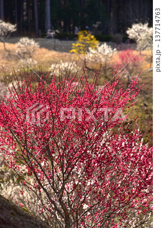 梅満開の錦絵　吉野梅郷　東京都　青梅市 137714763