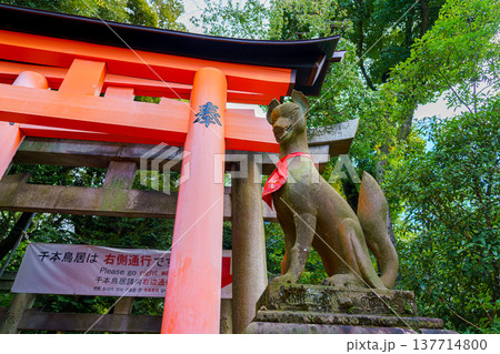 Kyoto, Japan - Sep 23 2024, A close-up view of the statue of a Japanese fox, kitsune, holding a golden object in its mouth, at the Fushimi Inari Temple Kyoto, Japan 137714800