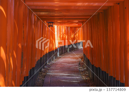 Kyoto, Japan - Sep 23 2024, Panoramic view of the corridor of the Senbon red Torii Gate at Fushimi Inari Temple, at daytime, without people, Kyoto, Japan Kyoto, Japan - Sep 23 2024, Panoramic view of the corridor of the Senbon red Torii Gate at Fushimi Inari Temple, at daytime, without people, Kyoto, Japan 137714809