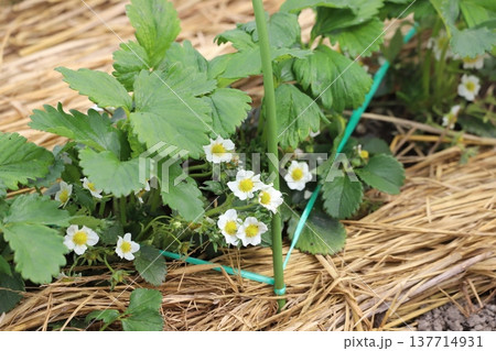 苺の花 苺の花 137714931