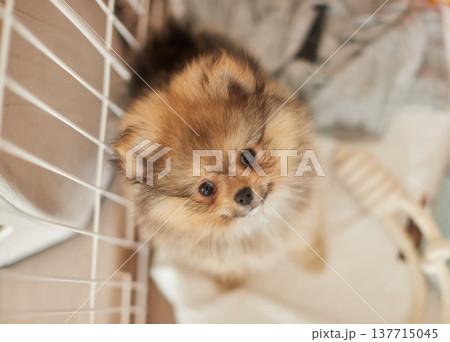 ゲージの中にいる可愛いポメラニアンの子犬の様子 ゲージの中にいる可愛いポメラニアンの子犬の様子 137715045