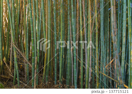 Kyoto, Japan - Sep 23 2024, Panoramic view of the dense bamboo forest, on the grounds of Fushimi Inari temple, at daytime, without people, Kyoto, Japan Kyoto, Japan - Sep 23 2024, Panoramic view of the dense bamboo forest, on the grounds of Fushimi Inari temple, at daytime, without people, Kyoto, Japan 137715121