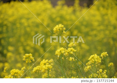 菜の花畑の中に咲いている黄色い菜の花　3月房総57菜の花・富津 137715144