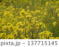 菜の花畑の中に咲いている黄色い菜の花　3月房総58菜の花・富津 137715145