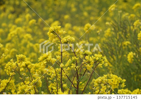 菜の花畑の中に咲いている黄色い菜の花　3月房総58菜の花・富津 137715145