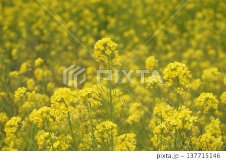 菜の花畑の中に咲いている黄色い菜の花　3月房総59菜の花・富津 137715146