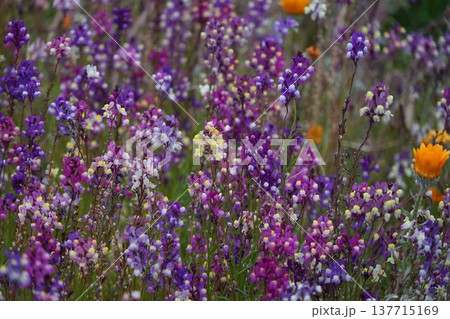 咲き誇る紫色の小さな花　3月房総82ヒメキンギョソウ・千倉 137715169