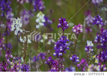 咲き誇る紫色の小さな花　3月房総84ヒメキンギョソウ・千倉 137715171