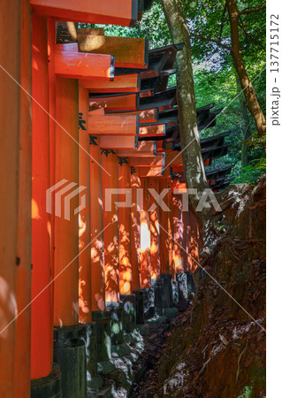 Kyoto, Japan - Sep 23 2024, vertical, panoramic view of corridor of Torii gate from outside and forest that grows next to red gate, without people, at daytime, Fushimi Inari Temple, Kyoto, Japan 137715172