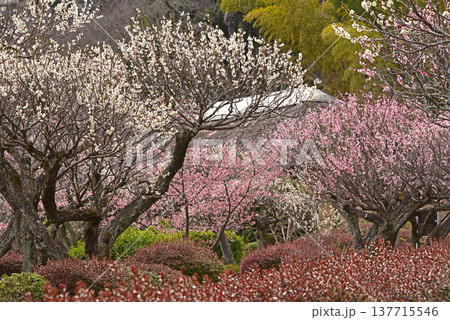 梅満開の錦絵 日本庭園の薬師池公園 東京都 町田市 梅満開の錦絵 日本庭園の薬師池公園 東京都 町田市 137715546