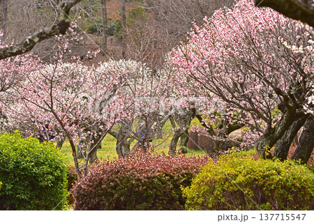 梅満開の錦絵 日本庭園の薬師池公園 東京都 町田市 梅満開の錦絵 日本庭園の薬師池公園 東京都 町田市 137715547