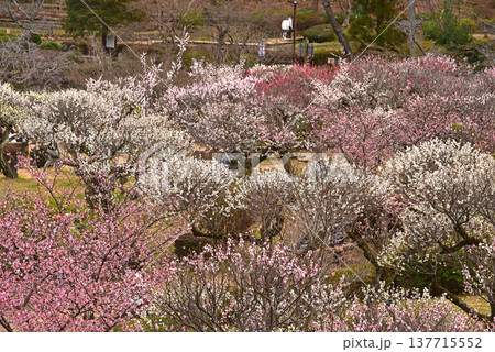 梅満開の錦絵　日本庭園の薬師池公園　東京都　町田市 137715552