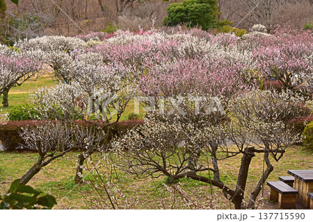梅満開の錦絵 日本庭園の薬師池公園 東京都 町田市 梅満開の錦絵 日本庭園の薬師池公園 東京都 町田市 137715590