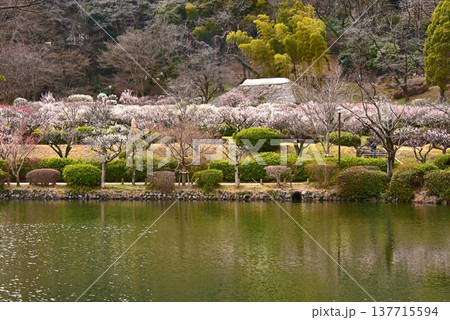 梅満開の錦絵 日本庭園の薬師池公園 東京都 町田市 梅満開の錦絵 日本庭園の薬師池公園 東京都 町田市 137715594