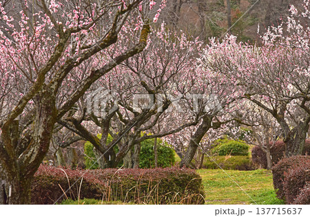 梅満開の錦絵 日本庭園の薬師池公園 東京都 町田市 梅満開の錦絵 日本庭園の薬師池公園 東京都 町田市 137715637
