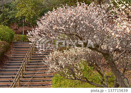 梅満開の錦絵　日本庭園の薬師池公園　東京都　町田市 137715639