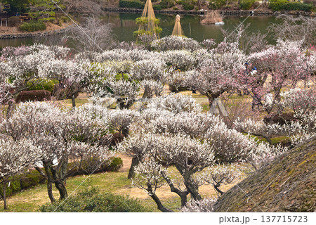 梅満開の錦絵 日本庭園の薬師池公園 東京都 町田市 梅満開の錦絵 日本庭園の薬師池公園 東京都 町田市 137715723