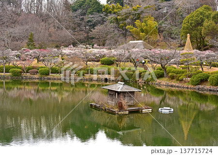 梅満開の錦絵 日本庭園の薬師池公園 東京都 町田市 梅満開の錦絵 日本庭園の薬師池公園 東京都 町田市 137715724