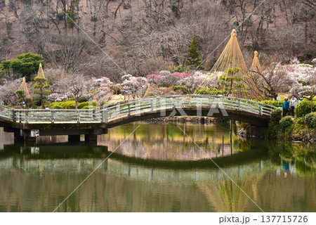 梅満開の錦絵 日本庭園の薬師池公園 東京都 町田市 梅満開の錦絵 日本庭園の薬師池公園 東京都 町田市 137715726