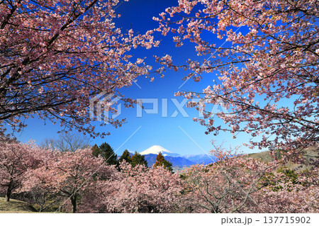 富士山を仰ぐおおいゆめの里の河津桜 富士山を仰ぐおおいゆめの里の河津桜 137715902