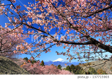 富士山を仰ぐおおいゆめの里の河津桜 富士山を仰ぐおおいゆめの里の河津桜 137715903