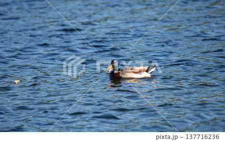 A mallard duck swimming across rippling water in a calm natural environment. The scene shows wildlife interacting with water and gentle surface reflections. 137716236