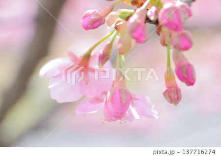 春の訪れを告げる桜 春の訪れを告げる桜 137716274
