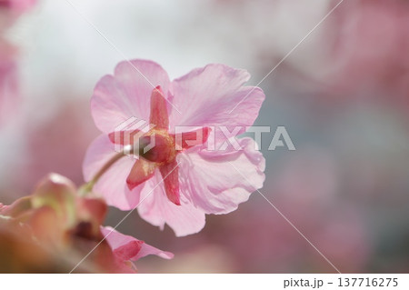 春の訪れを告げる桜 137716275