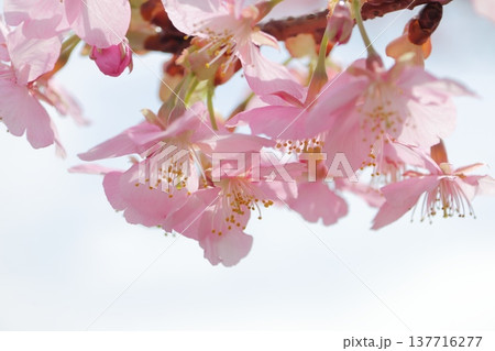 春の訪れを告げる桜 137716277