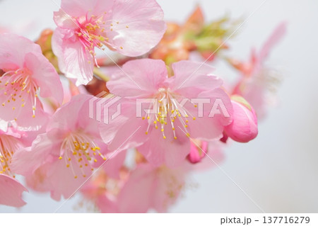 春の訪れを告げる桜 春の訪れを告げる桜 137716279