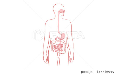 Digestive system diagram Digestive system diagram 137716945