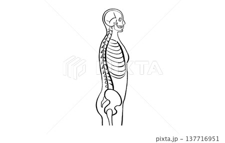 Skeleton adult man Skeleton adult man 137716951