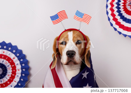 Cute beagle dog with a decoration on his head with an American flag. 137717008