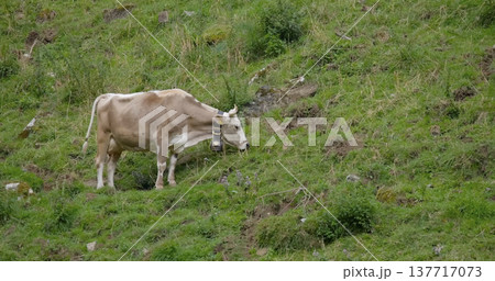 Cow grazes on green grass in a field during daylight in a rural area 137717073