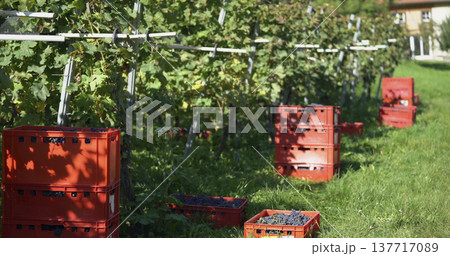 Grapes are being harvested in a vineyard during autumn near a small farm in the countryside Grapes are being harvested in a vineyard during autumn near a small farm in the countryside 137717089