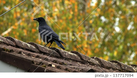 Black bird stands on a roof while trees with orange leaves are in the background during the fall season Black bird stands on a roof while trees with orange leaves are in the background during the fall season 137717094